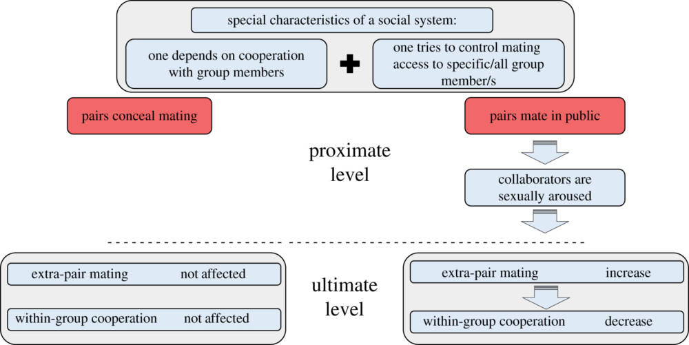  Прогнозируемые последствия скрытого и публичного полового акта в социальных системах, где человек пытается контролировать доступ к спариванию со всеми или с конкретным партнером (-ами) / ©royalsocietypublishing.org