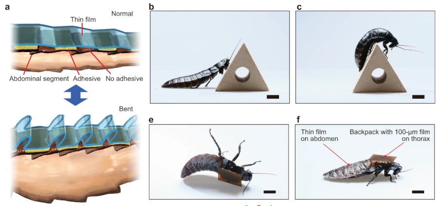 Дистанционно управляемые тараканы-киборги с самозаряжающимися батареями