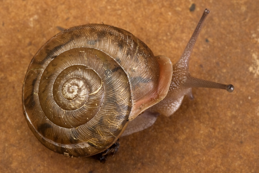 Современная улитка Neohelix dentifera, одна из обладательниц «волосатого» панциря / © en.wikipedia.org