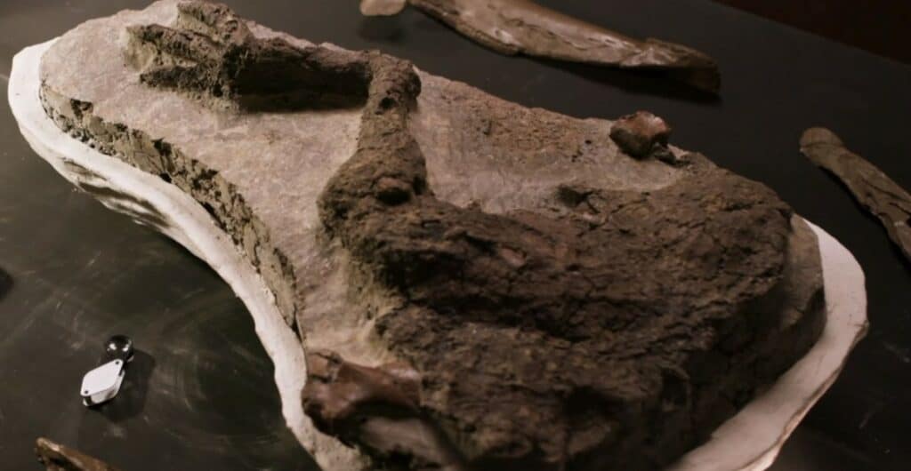 Нога погибшего Thescelosaurus © BBC News 