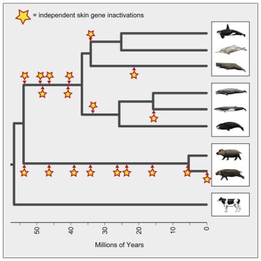 Схема эволюции китообразных и бегемотовых / ©www.cell.com