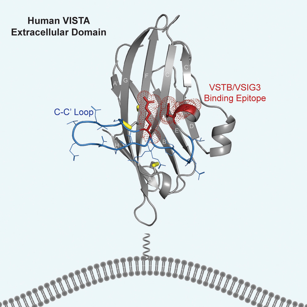 Протеин VISTA, связывающийся с рецептором на клеточной мембране / © Mehta, Huang, Cohran et al., Cell Reports, 2019
