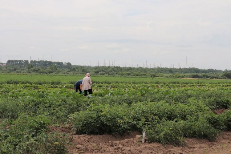 На опытных полях Дальневосточного НИИ сельского хозяйства.Источник фото: Светлана Шакирова / Хабаровский Федеральный исследовательский центр / ТК «Хабаровск»