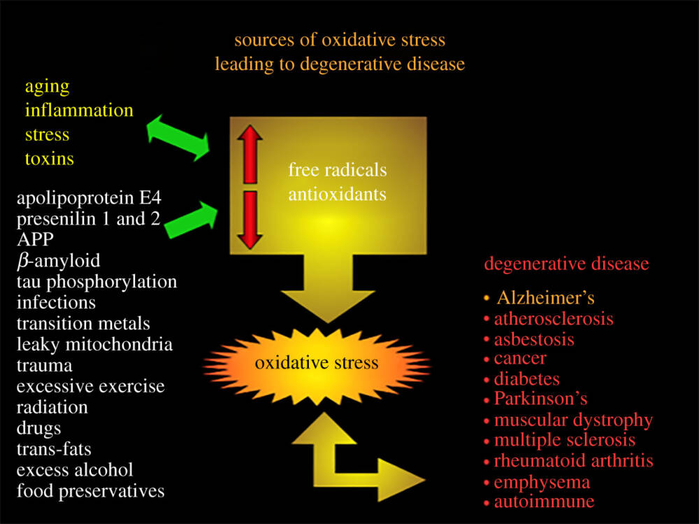 Источники окислительного стресса: старение, воспаления, стресс, токсины, белок Е4, пресенилины 1 и 2, бета-амилоиды, тау-фосфорилирование, инфекции, накопление переходных металлов, травмы, ослабление митохондрий, избыток физической активности, радиация, наркотики, транс-жиры, злоупотребление алкоголем и пищевые привычки – приводят к снижению концентрации антиоксидантов в организме и окислительному стрессу. Он, в свою очередь вызывает дегенеративные заболевания: болезнь Альцгеймера, атеросклероз, асбестоз, рак, диабет, болезнь Паркинсона, мышечную дистрофию, склероз, ревматический артрит, эмфизему и аутоиммунные заболевания © Gerald Veurink, George Perry и Sandeep Kumar Singh 