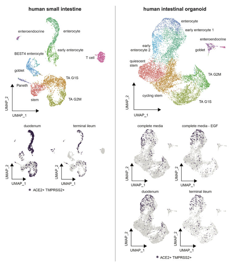 Распределение ACE2+ и TMPRSS2+-клеток в тонкой кишке и кишечных органоидах человека / © Shalek Lab