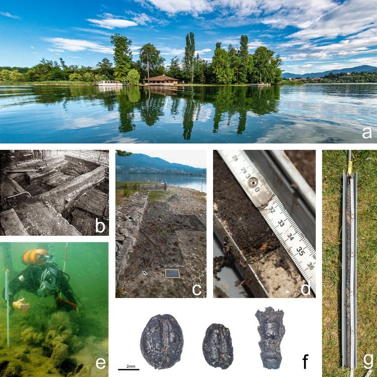 Археологические исследования на Изолино-Вирджиния. а) Вид на остров с востока; b) деревянные полы в центре острова, обнаруженные в 1950-х годах; c) остатки древесины на северо-восточных берегах озера во время раскопок в 2005-2006 годах; d) деталь перехода между озерными отложениями и первым археологическим слоем; e) деревянные сваи под водой; f) зерна ячменя и пшеницы; g) керн с различными органическими слоями / ©F. Antolín et al.