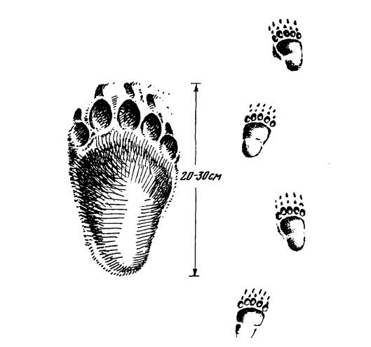 Отпечаток правой задней лапы медведя и его следы на медленном ходу. Источник: Формозов А.Н. Звери, птицы и их взаимосвязи со средой обитания / отв. ред. и автор предисл. А.А. Насимович. Изд. 2-е. М.: Издательство ЛКИ, 2010.