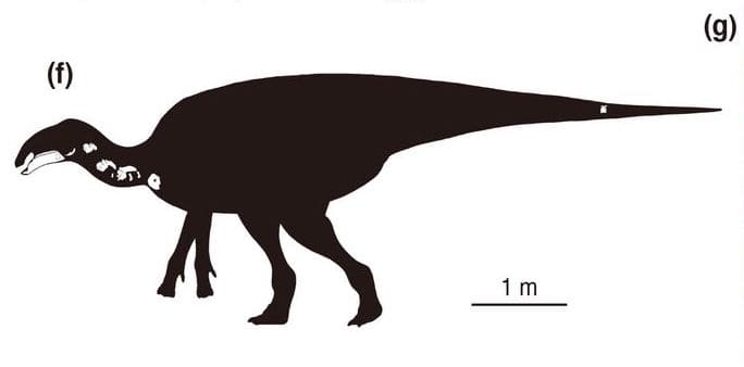 В Японии обнаружен новый утконосый динозавр
