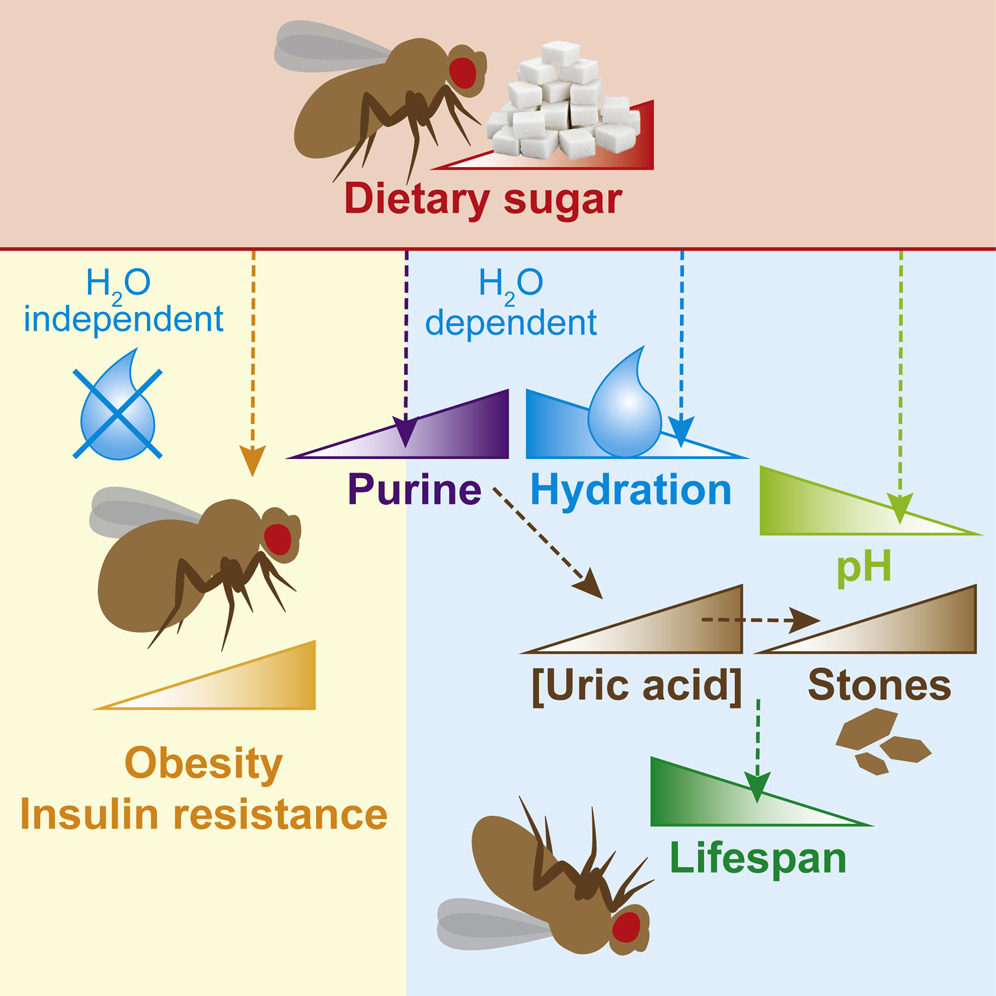 Повышенное потребление сахара у дрозофил приводит к разным исходам, в зависимости от количества потребляемой при этом воды / © Kocheme, Kaleta, van Dam et al., Cell Metabolism 2020