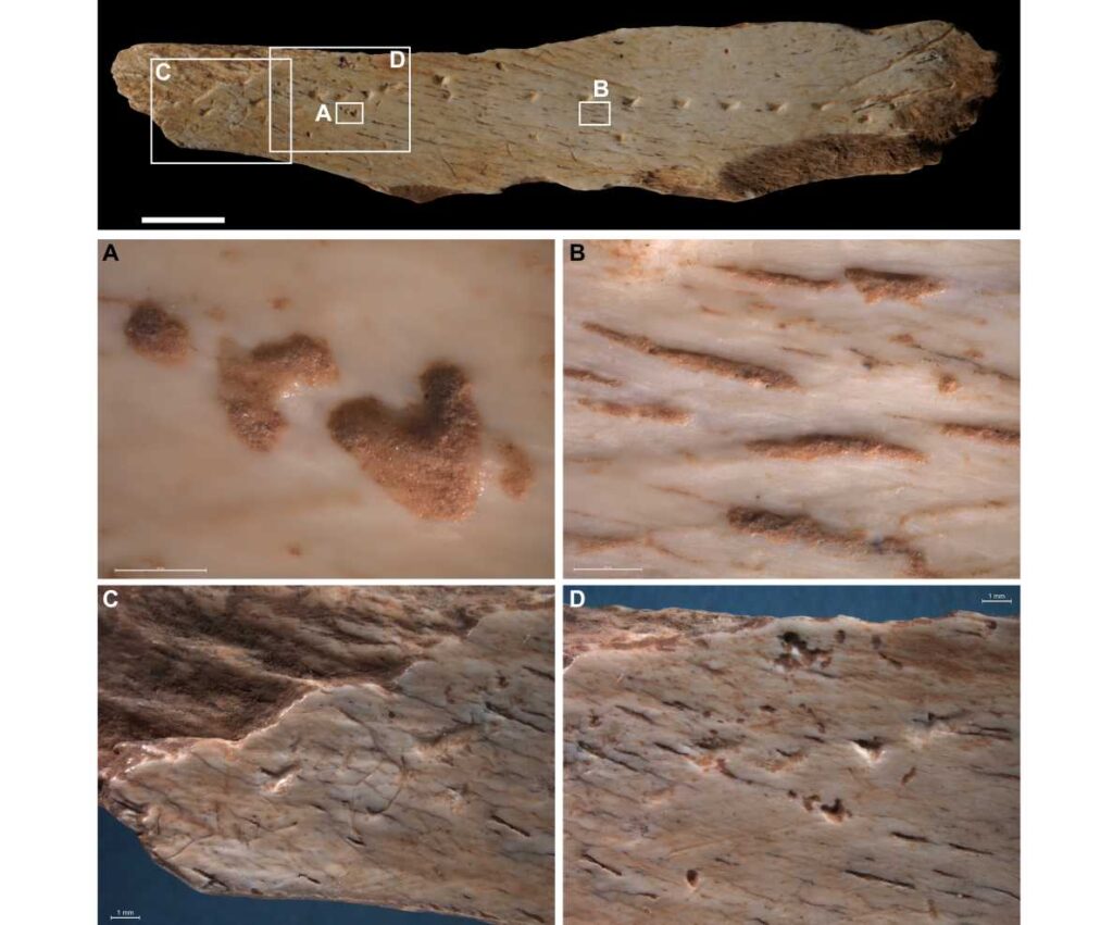 Кость со следами проколов довольно хорошо сохранилась / ©Luc Doyon et al.