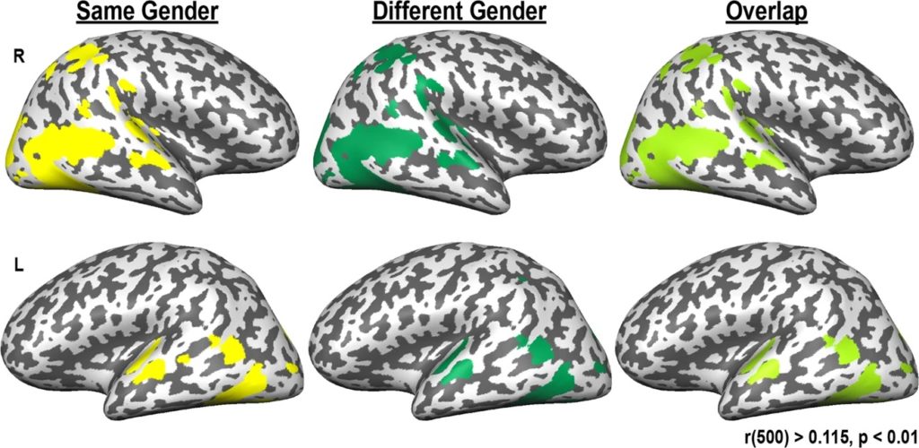 Подобие нейронной активности мозга у детей одного пола (левый столбец) и разнополых (центральный столбец). Правый столбец показывает перекрытие активных участков. В верхнем ряду показана активность правого полушария, в нижнем ряду — левого / © Kersey, Csumitta, Cantlon, Science of Learning, 2019.