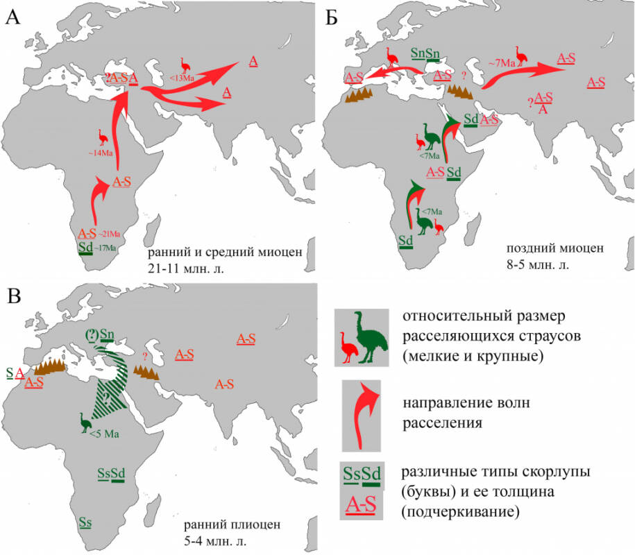 Схема расселения страусов / © Палеонтологический институт имени А. А. Борисяка РАН изучили 