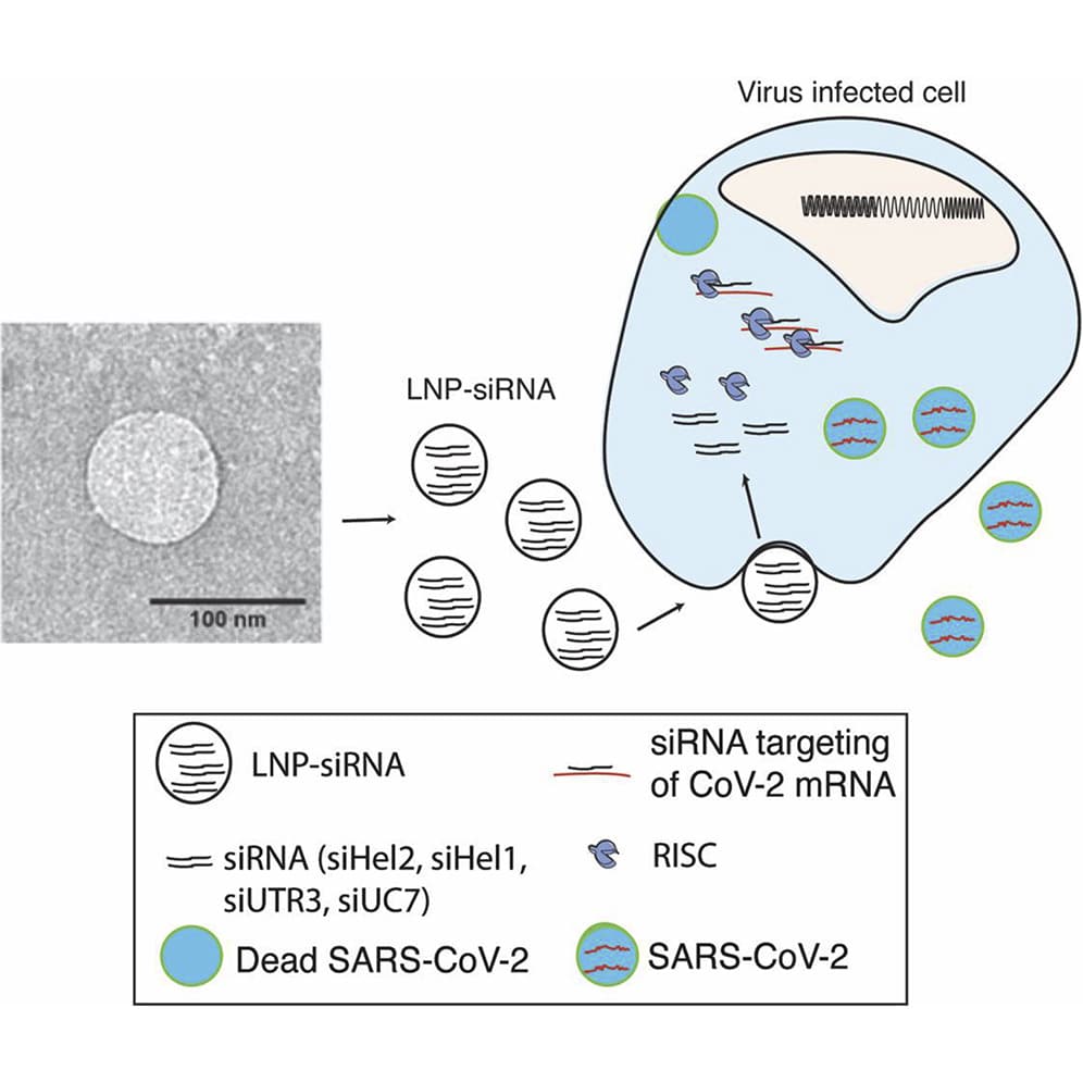 Схема работы LNP-siRNA в зараженной клетке / ©Adi Idris, Alicia Davis, Aroon Supramaniam, Tristan A. Scott, Nigel A.J. McMillan, Kevin V. Morris, A SARS-CoV-2 targeted siRNA-nanoparticle therapy for COVID-19, Cell, DOI:https://doi.org/10.1016/j.ymthe.2021.05.004