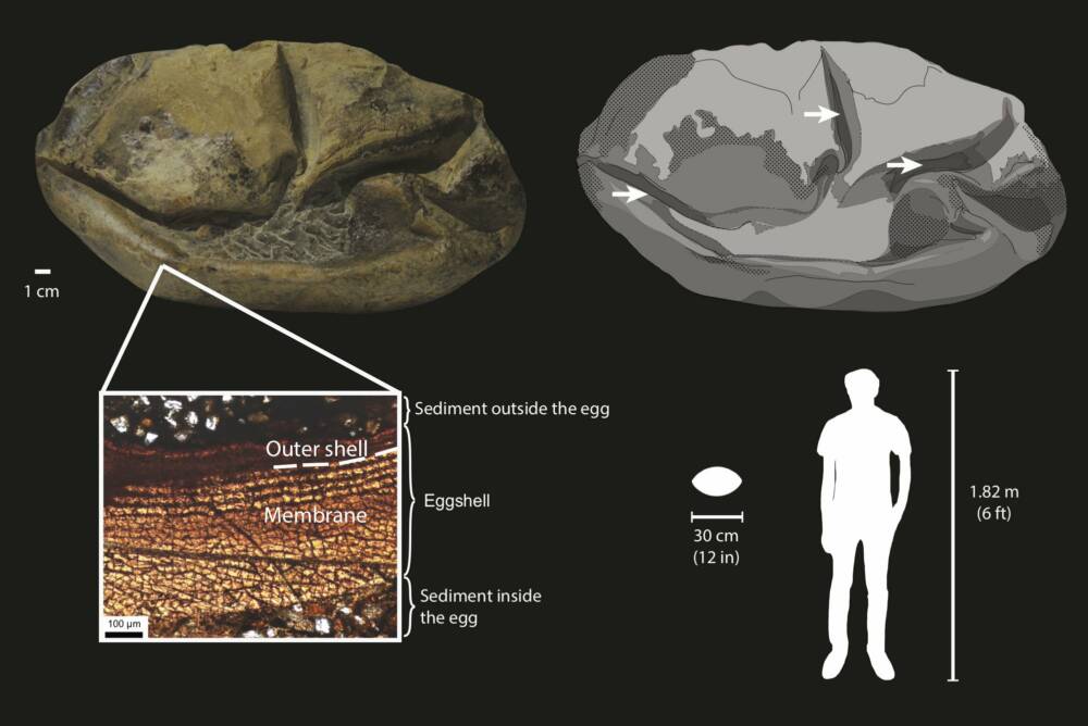 ©Legendre et al., 2020