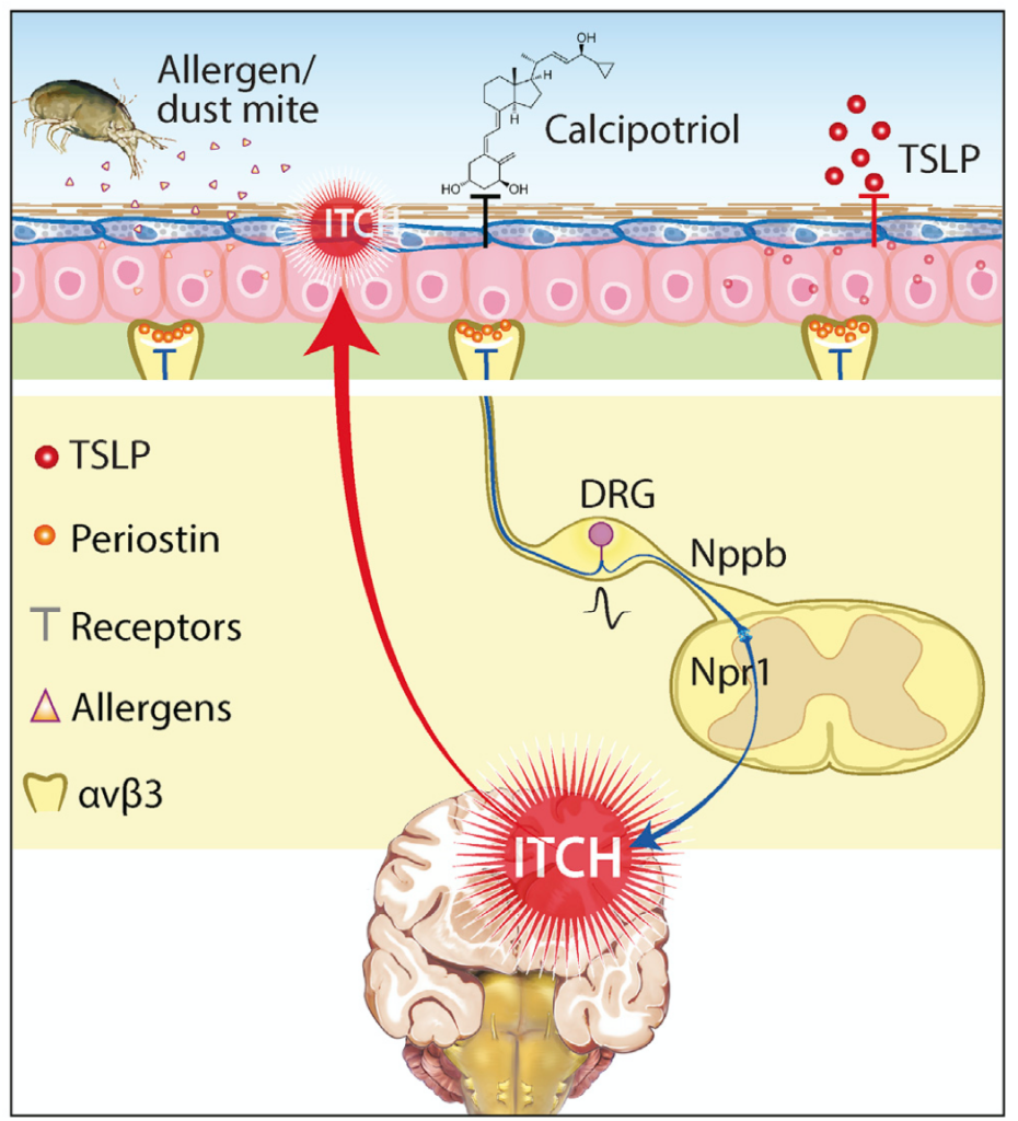 Молекулярный механизм аллергического зуда: схема. Цитокин TSLP и аллергены пылевых клещей запускают производство периостина, антиаллергический препарат кальципотриол блокирует его. Рецепторы αvβ3 связывают периостин и передают сигнал дальше — на спинномозговые узлы (DRG) и в центральную нервную систему / ©Mishra et al., 2020