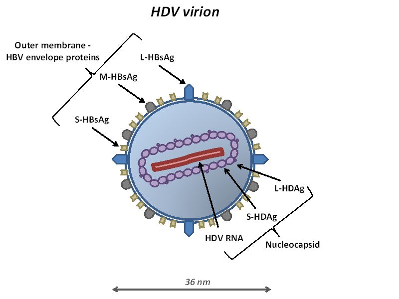 В организме хозяина вирус гепатита D окружен коконом из белковых антигенов гепатита B (HBsAg) / © IntechOpen