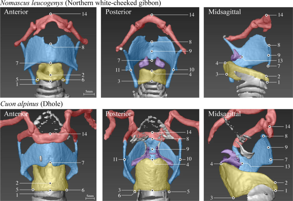  Трехмерные цифровые модели гортани. Гортань приматов (верхний ряд) и гортань хищников (нижний ряд) / ©journals.plos.org