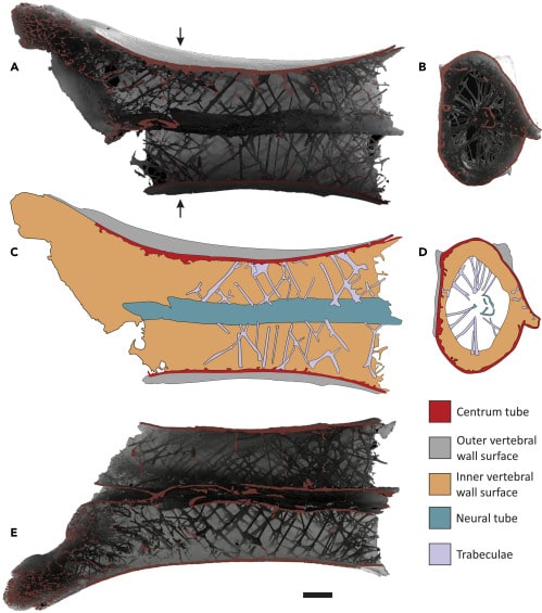 ©Williams et al., 2021