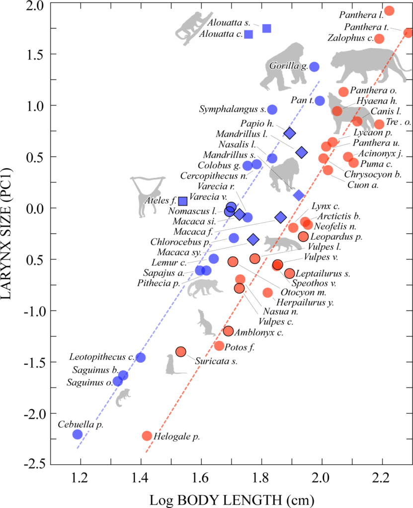  Зависимость длины тела от размера гортани. Длина тела в сравнении с размерами гортани для 26 приматов (показано синим цветом) и 29 хищников (красным цветом) / ©journals.plos.org 