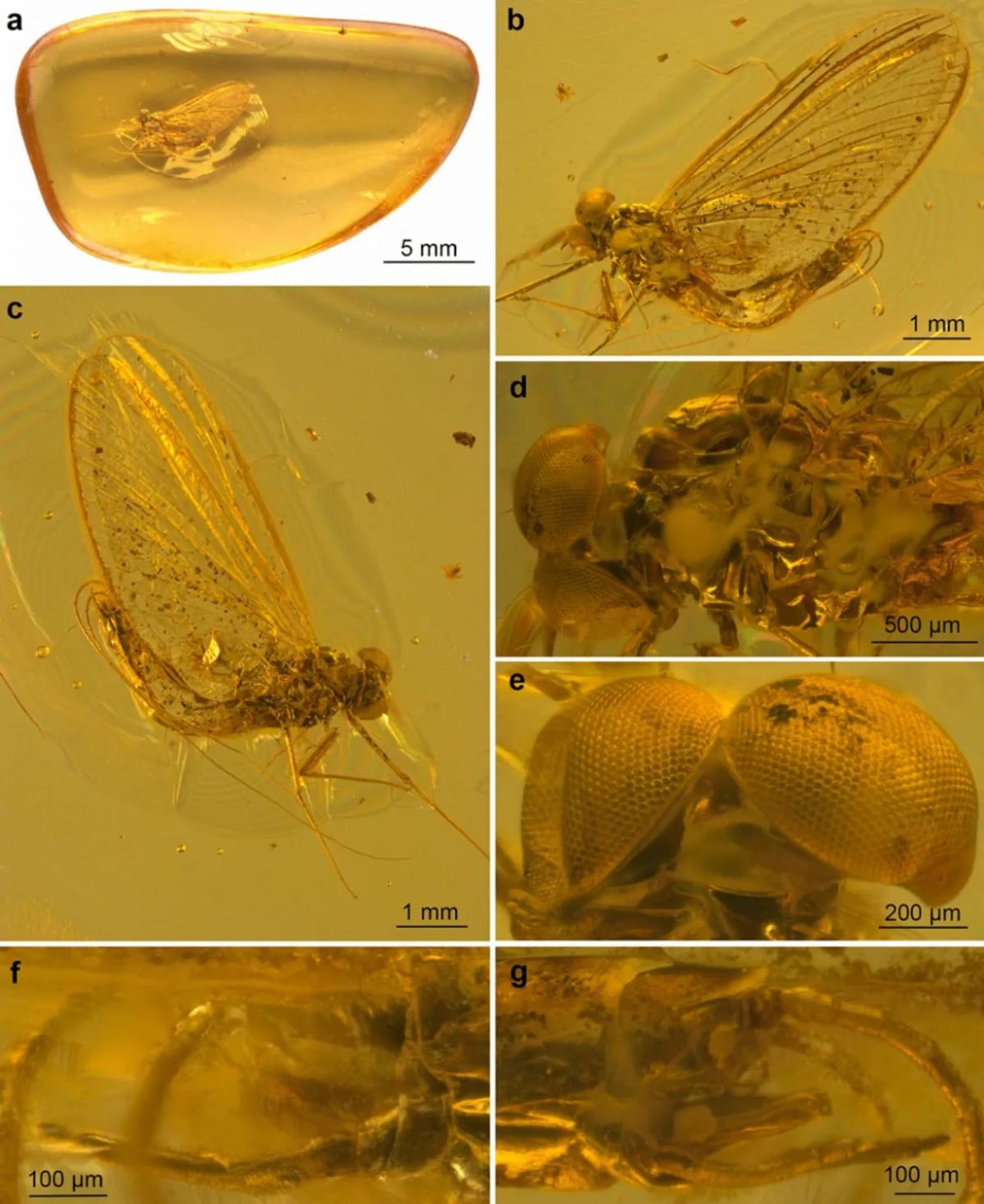 В янтаре возрастом 35 миллионов лет обнаружено новое насекомое