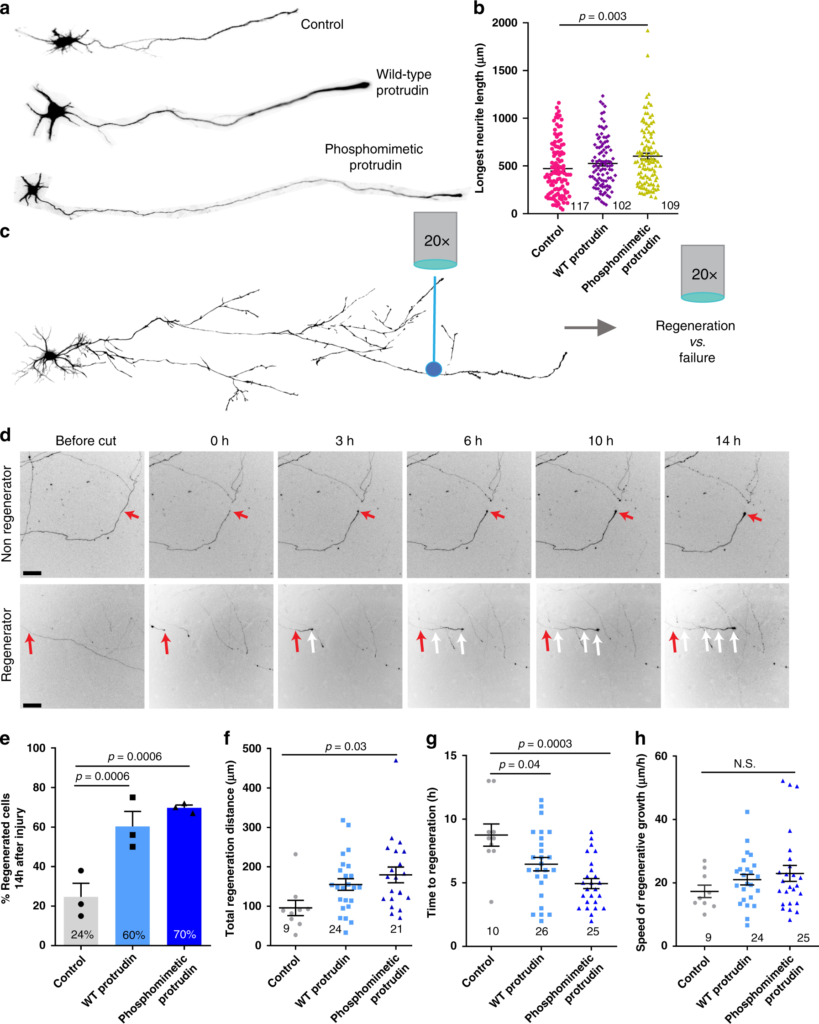 Сравнение регенеративных способностей нейронов при повышении в них выработки обычного протрудина, генно-модифицированного (phosphomimetic) и в без каких-либо манипуляций с его выработкой (control)
©Petrova, V., Pearson, C.S., Ching, J. et al. Protrudin functions from the endoplasmic reticulum to support axon regeneration in the adult CNS. Nat Commun 11, 5614 (2020)