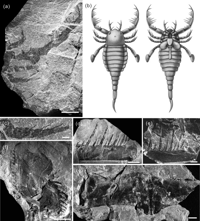 Образцы Terropterus xiushanensis / © Bo Wang, Hang Wang et al., 2021