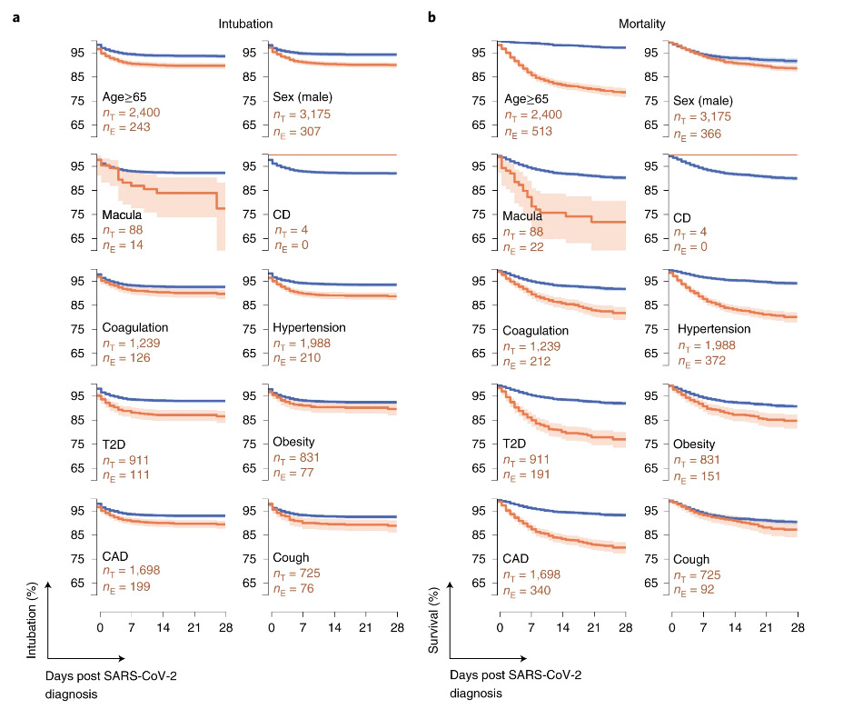 Уровни потребности в интубации (а) и выживаемости (b) у пациентов с определенными кондициями (оранжевая линия) и без этих кондиций (синяя линия) на определенный день после госпитализации. Кондиции, которые учитывались: возраст свыше 65 лет (Age ≥65), мужской пол (Sex: male), макулярная дегенерация (Macula), дефицит компонентов системы комплемента (CD), проблемы с коагуляцией (Coagulation), повышенное давление (Hypertension), диабет второго типа (T2D), ожирение (Obesity), коронарная недостаточность (CAD), сильный кашель (Cough) / Shapira, Tatonetti et al., Nature Medicine, 2020.