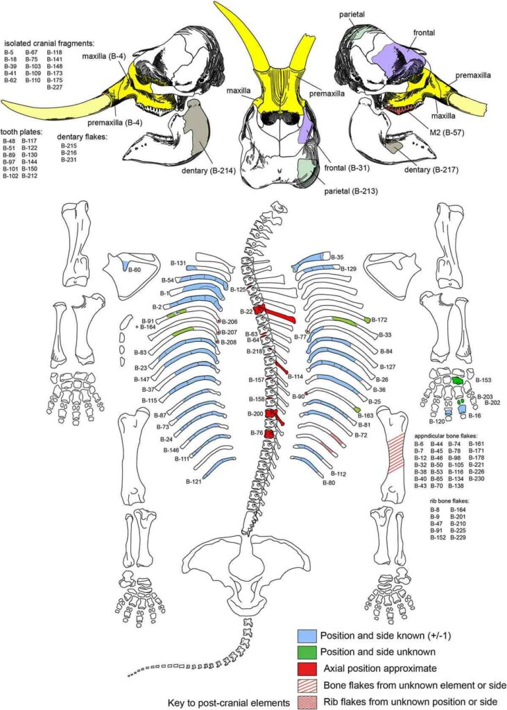Найденные части взрослой самки мамонта / ©Timothy Rowe et al.