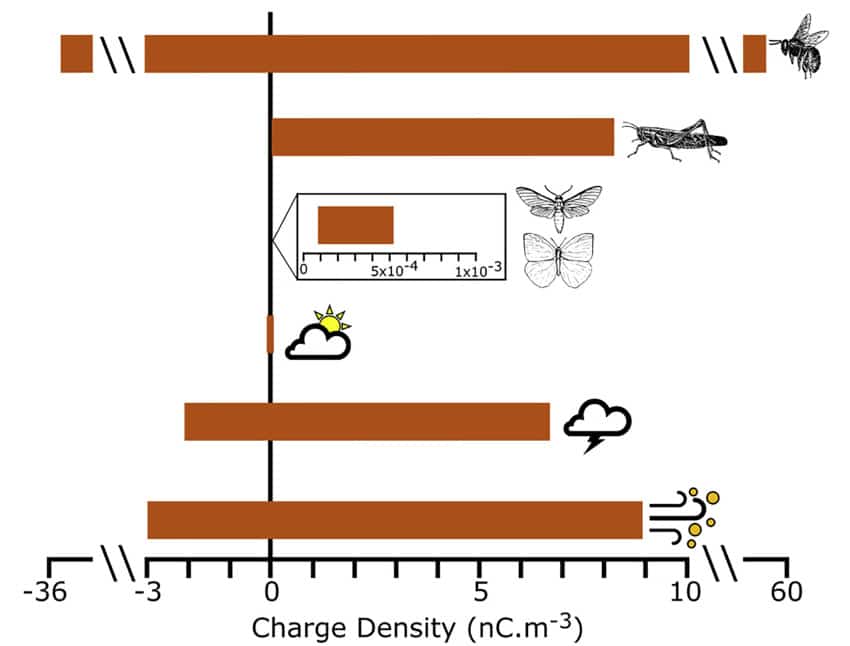 Стаи насекомых могут генерировать столько же статического электричества, сколько грозовая туча