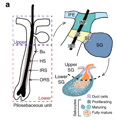 Схема пилосебациальной единицы с указанием верхней области, состоящей из интерфолликулярного эпидермиса (IFE), инфундибулума (INF), зоны соединения (JZ), сального протока (SD) и сальной железы (SG), затем перешейка (IST) и нижней области волосяного фолликула (HF), включающей выпуклость (Bu), стержень волоса (HS), внутреннюю корневую оболочку (IRS) и внешнюю корневую оболочку (ORS). Правее показана структура и дифференциация сальной железы / © Nature Communications