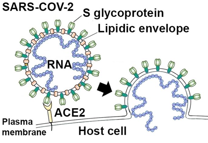 S-белок вируса связывается с ACE2-рецептор клетки-хозяина / © European Crystallographic Association