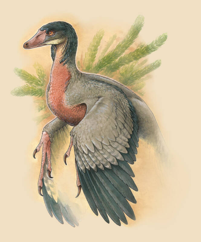 Реконструкция внешнего вида Overoraptor chimentoi / © Motta et al. 