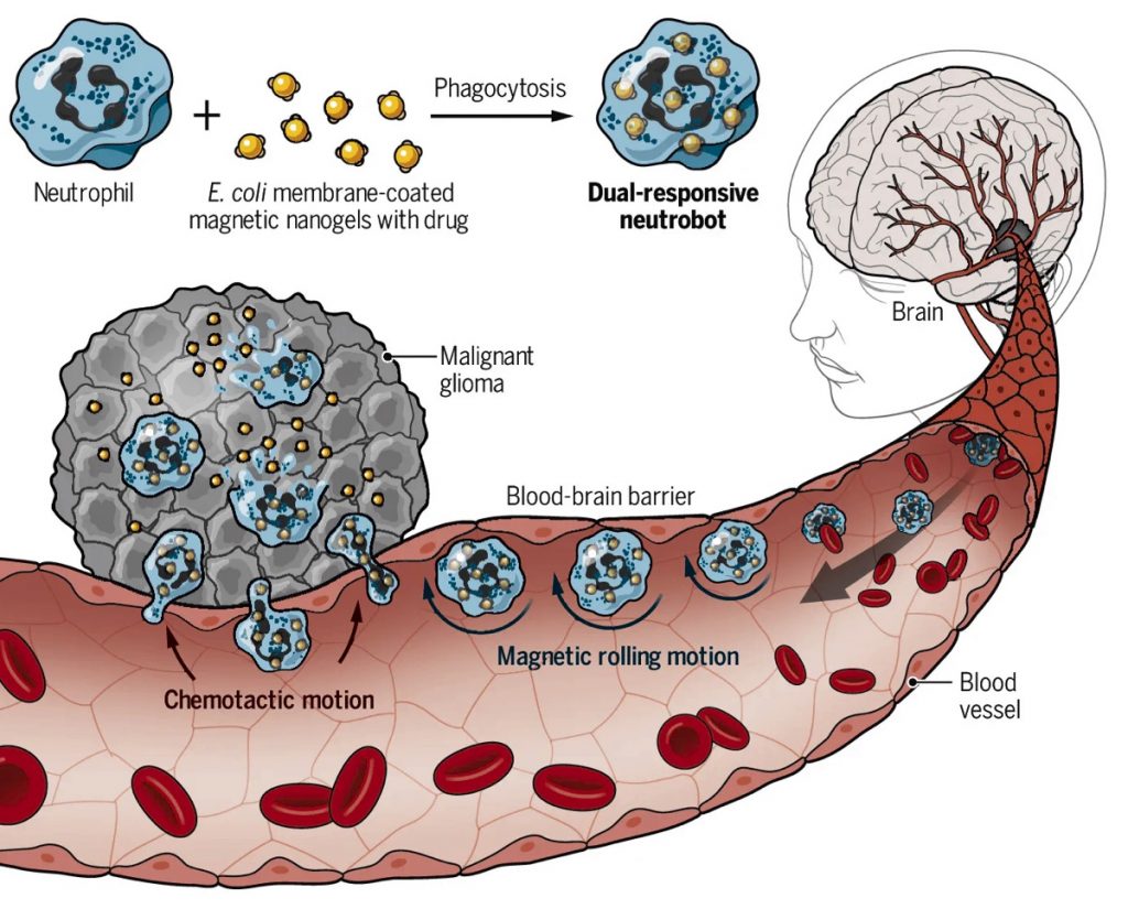 На схеме авторы показали устройство в целом, а также его движение под действием магнитного поля через кровеносную систему и ГЭБ к опухоли в мозге / ©Zhang et al., 2021