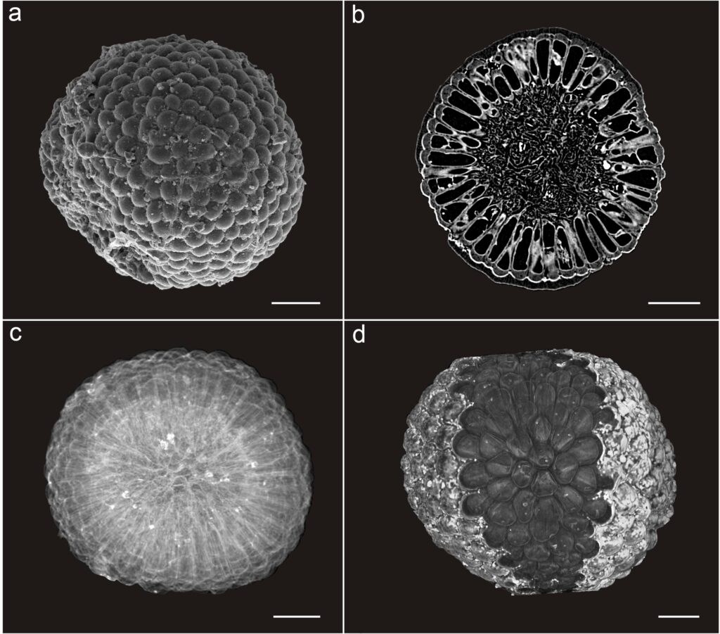 Изображения Protocodium sinense, полученные при помощи А) электронной микроскопии; B-D) рентгеновской томографии / © Cédric Aria