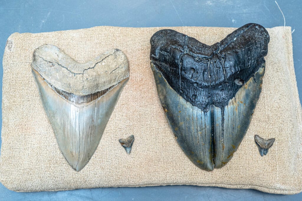 «Здоровые» зубы Otodus megalodon (большой) и Carcharhinus leucas (слева) и их же зубы с дефектом (справа) / © Matthew Zeher