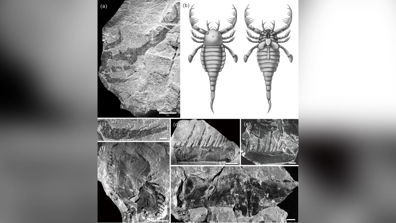 Огромный древний морской скорпион обнаружен в Китае