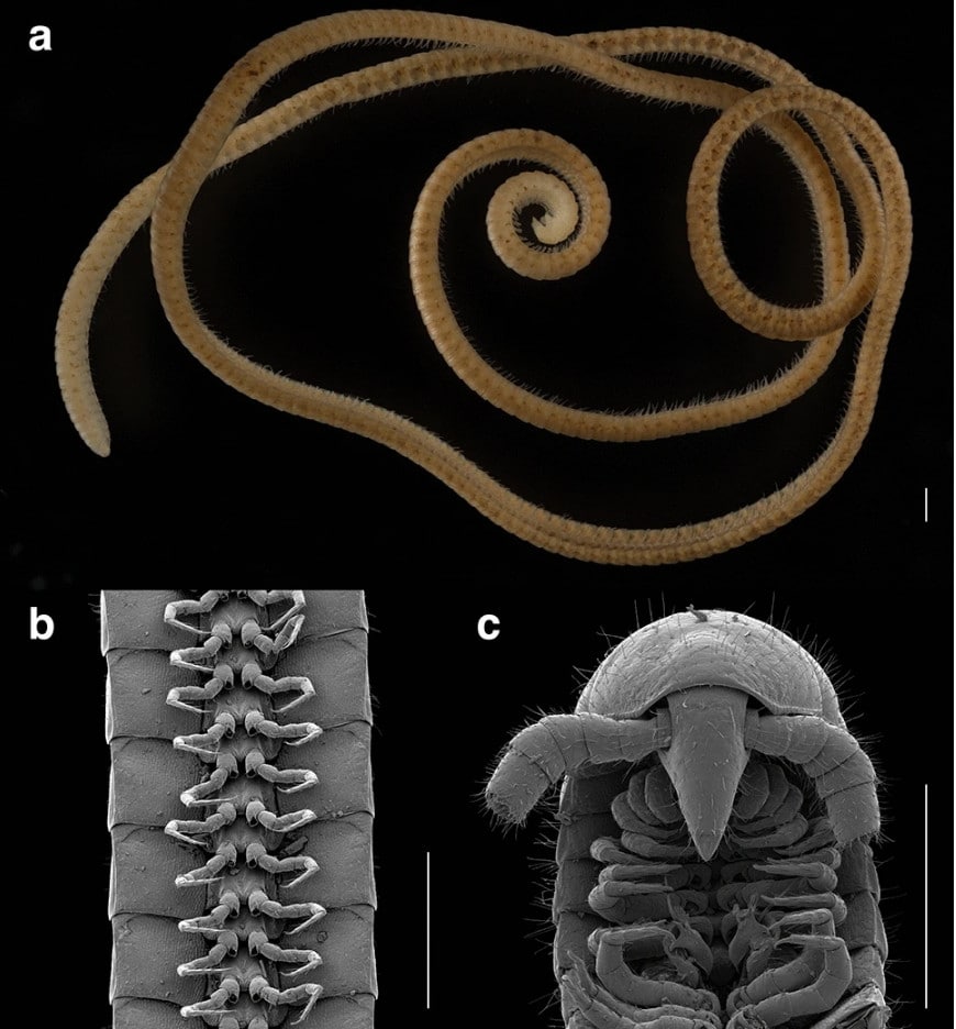 Впервые обнаружена многоножка, имеющая 1306 ног