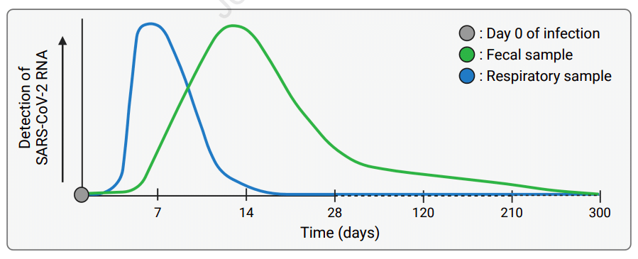 В отличие от образцов из носоглотки (зеленая линия), в фекалиях (синяя линяя) РНК коронавируса можно было обнаружить даже спустя 210 дней с момента заражения / © Aravind Natarajan et al., 2022