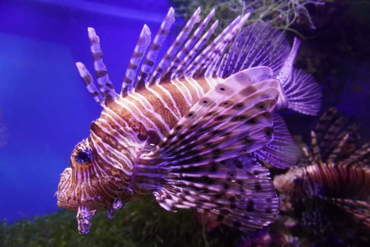 Полосатая крылатка (лат. Pterois volitans) — вид лучеперых рыб семейства скорпеновых