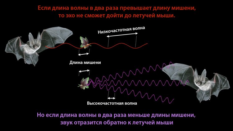 Летучие мыши используют очень высокие частоты: генерация звука с очень маленькой длиной волны позволяет получать эхо от почти невидимых объектов, таких как насекомые.Источник иллюстрации и справки: Bat Conservation and Management.  Перевод: Янина Хужина / «Научная Россия»