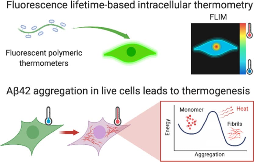 Образование фибрилл бета-амилоида вызывает нагрев клеток, который исследовали с помощью флуоресцентных зондов / © Chyi Wei Chung et al.