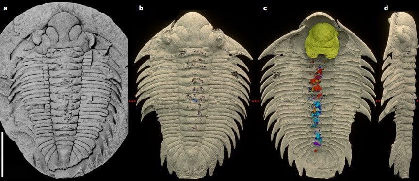 Изученный Bohemolichas incola (цветами показана пищеварительная система) / © Petr Kraft et al., 2023