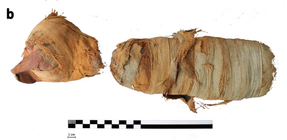 Мумия кошки (голова и туловище). Голову украшала погребальная маска / © Scientific Reports 