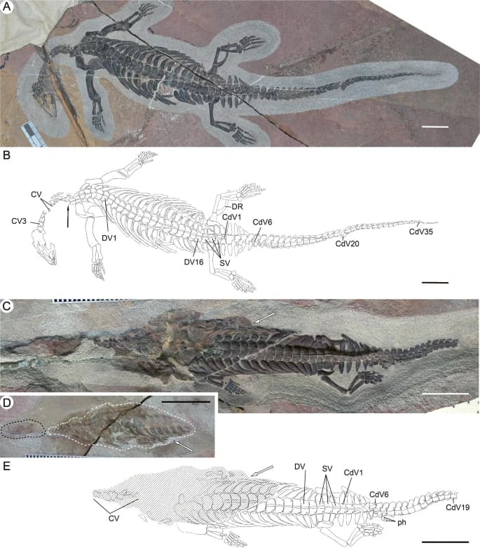 Найденные учеными скелеты чузавра сянъянского (Chusaurus xiangensis) / Qi-Ling Liu et al.