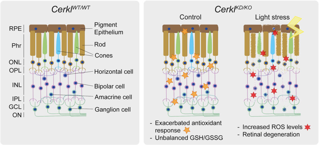 При отсутствии гена CERKL клетки сетчатки трансгенных мышей непрерывно испытывали стресс и дегенерировали / © Gemma Marfany et al.