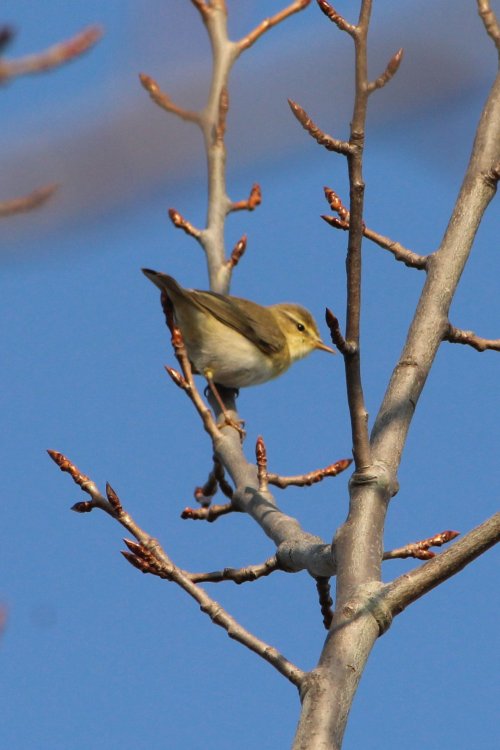 Пеночка-весничка (Phylloscopus trochilus) ― один из самых многочисленных видов птиц в Карелии.Фото: М.В. Матанцева, С.А. Симонов / КарНЦ РАН