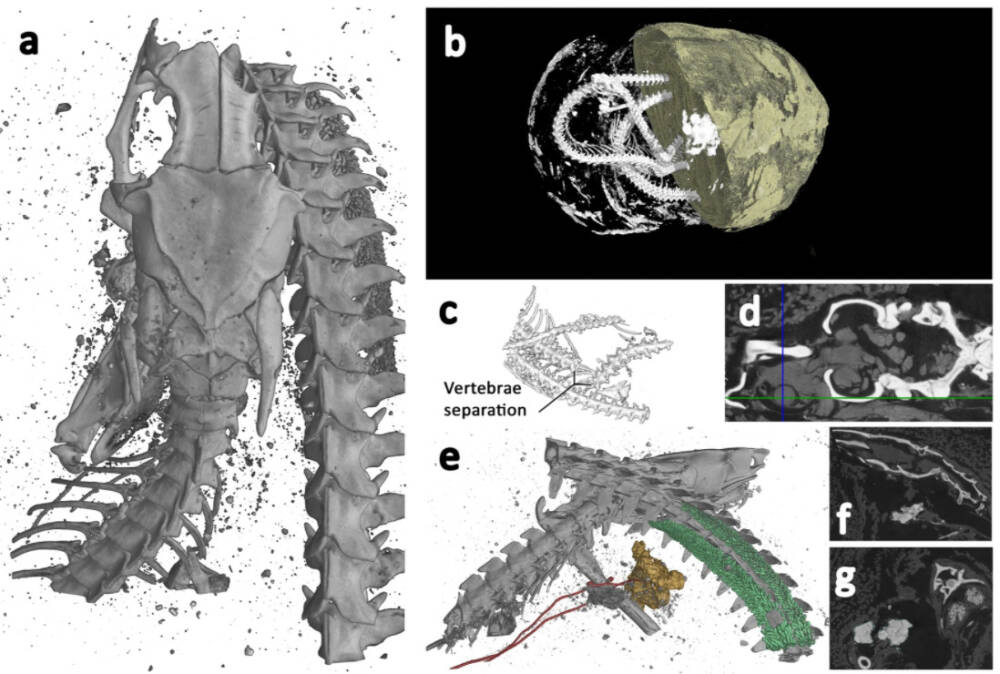 Томограмма мумии змеи / © Scientific Reports 