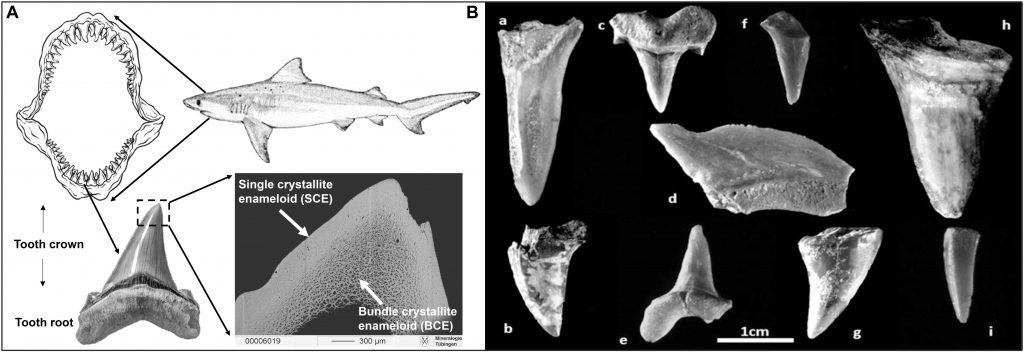 (A) Схематический рисунок зубного ряда акулы с несколькими рядами зубов, которые постоянно заменяются. (В) Фотографии окаменелых зубов акулы из слоев железного века в Городе Давида / © Thomas Tütken et al.