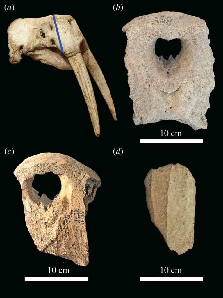 Находки моржовых костей в Киеве / ©James H. Barrett et al.