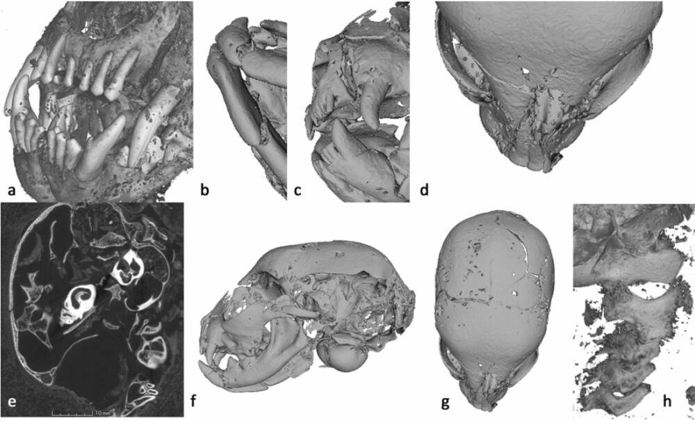  Томограмма кошачьей головы/ © Scientific Reports 